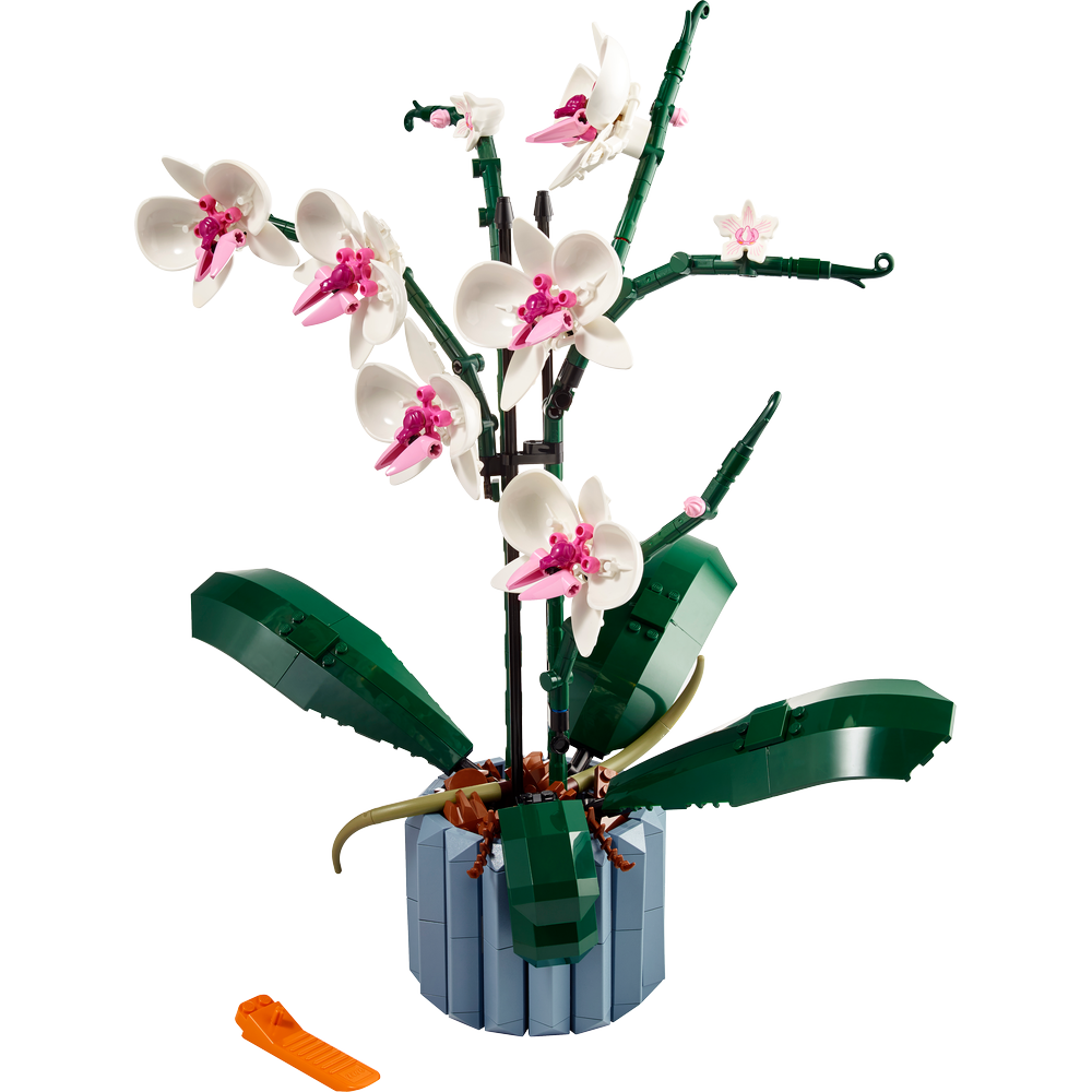 Orquídeas