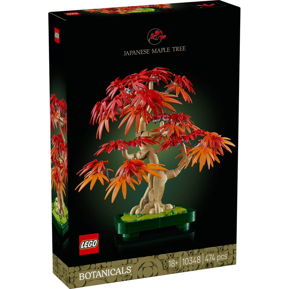 Bonsái de Arce Rojo Japonés