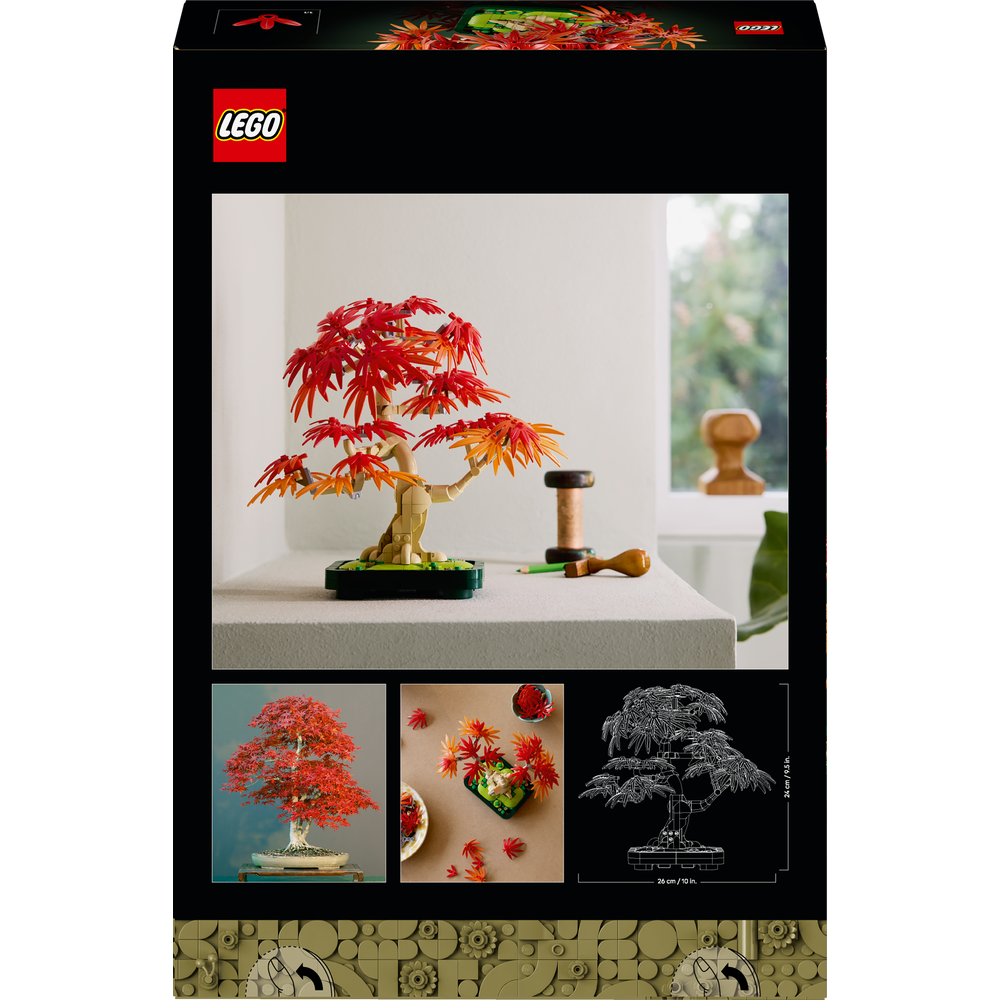 Bonsái de Arce Rojo Japonés