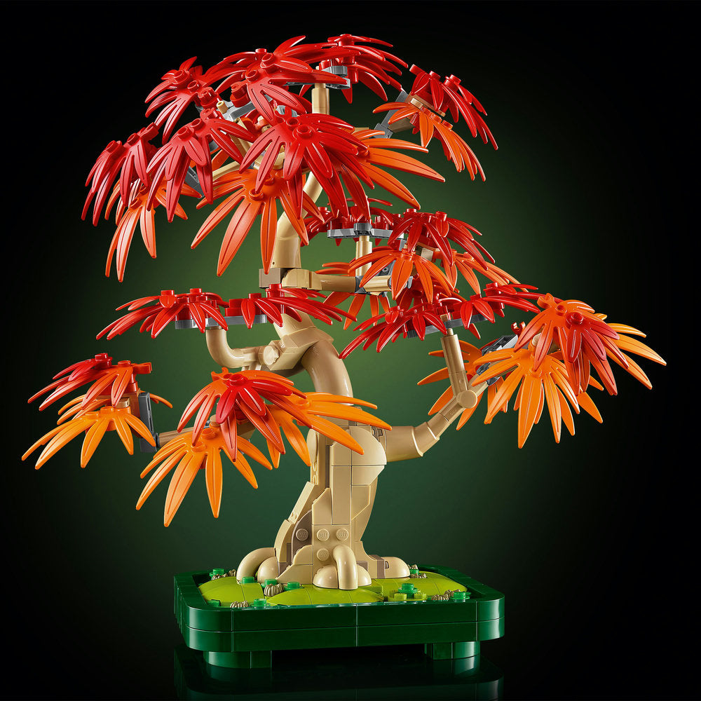 Bonsái de Arce Rojo Japonés