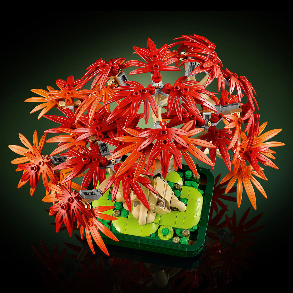 Bonsái de Arce Rojo Japonés