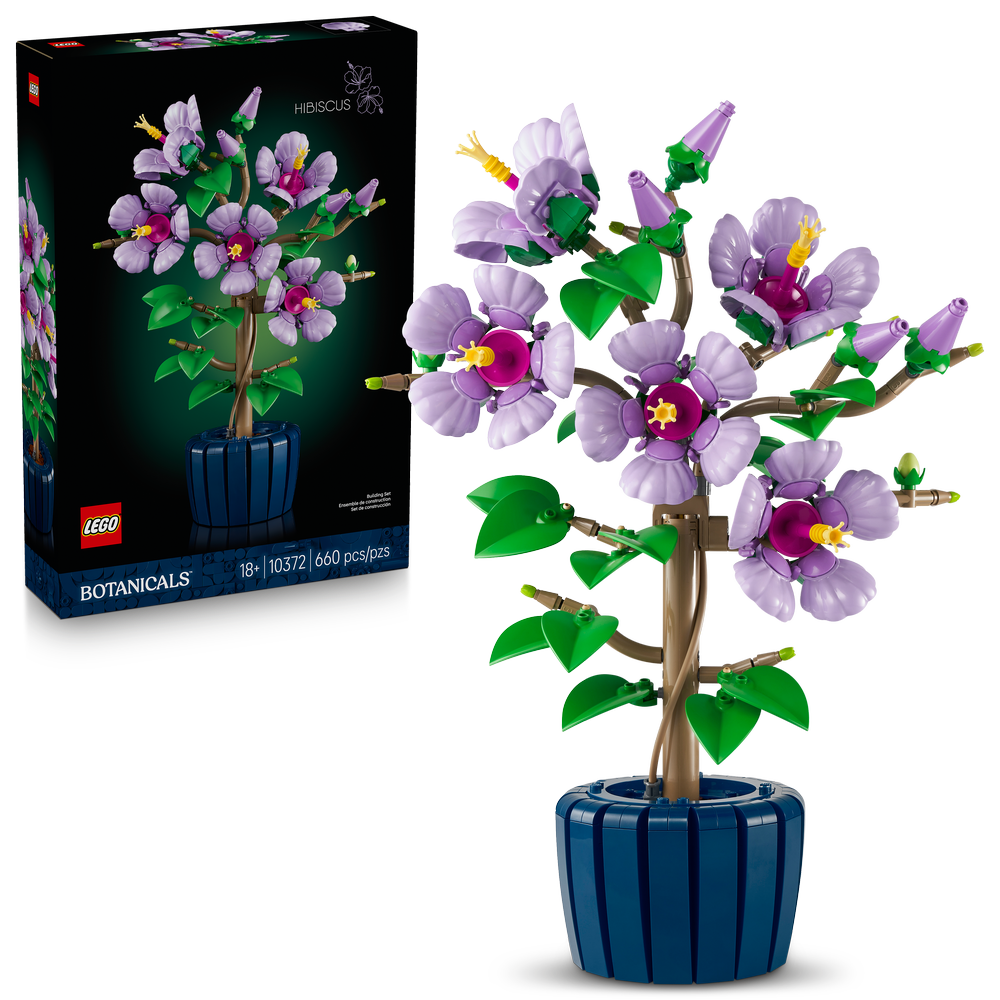 Hibisco