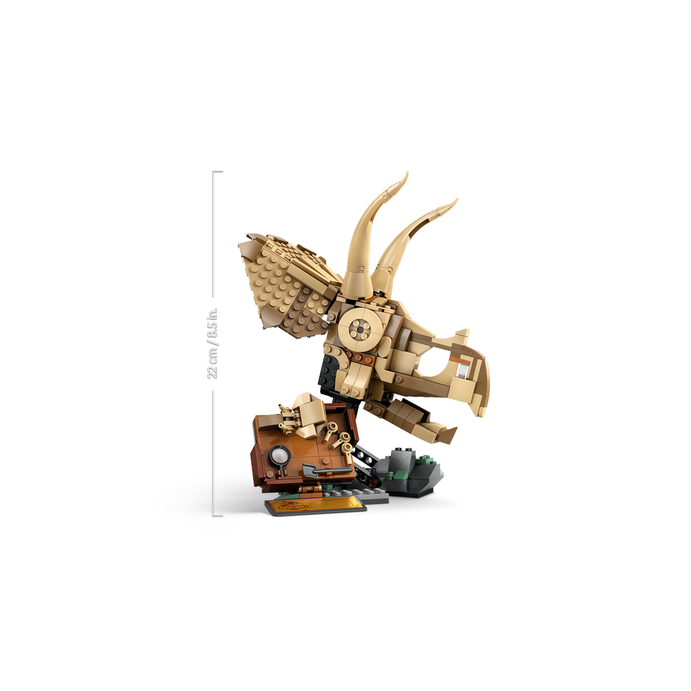 Fósiles de Dinosaurio: Cráneo de Triceratops