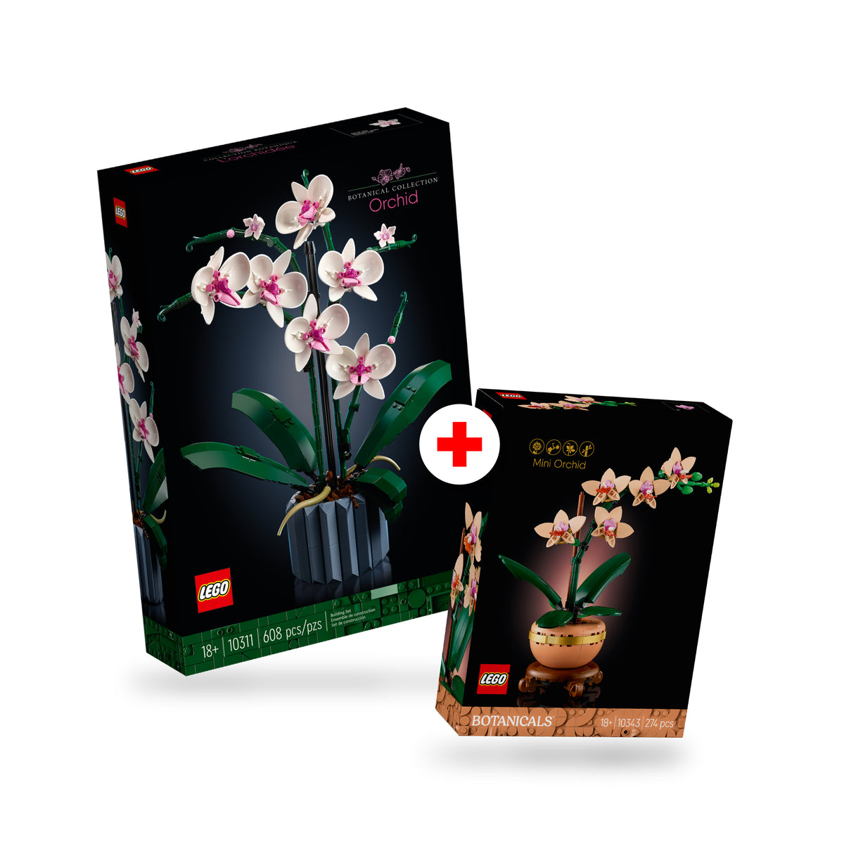 Combo Orquídeas Eternas: Orquídeas (10311) y Miniorquídea (10343)