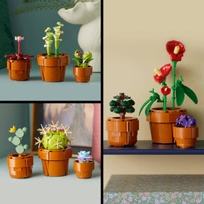 Combo Alegría Botánica: Crisantemo (10368) y Plantas Diminutas (10329)