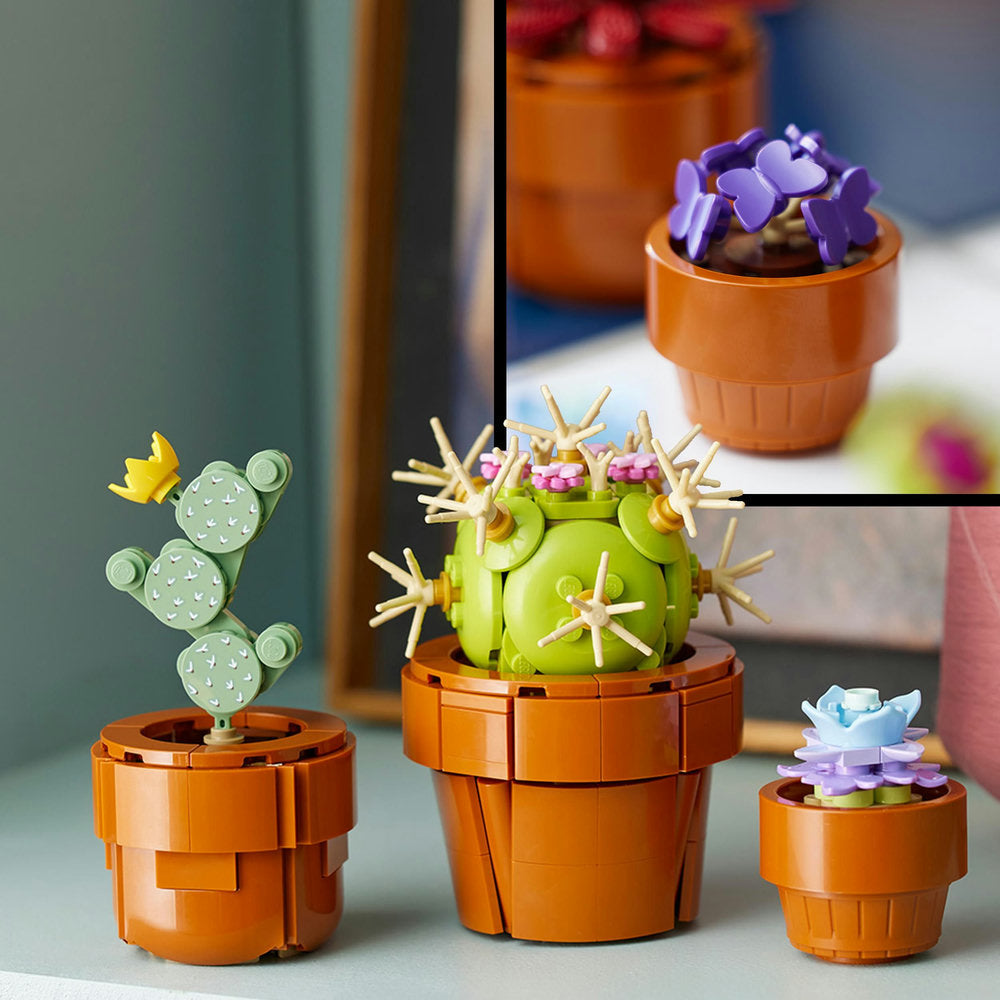 Combo Alegría Botánica: Crisantemo (10368) y Plantas Diminutas (10329)