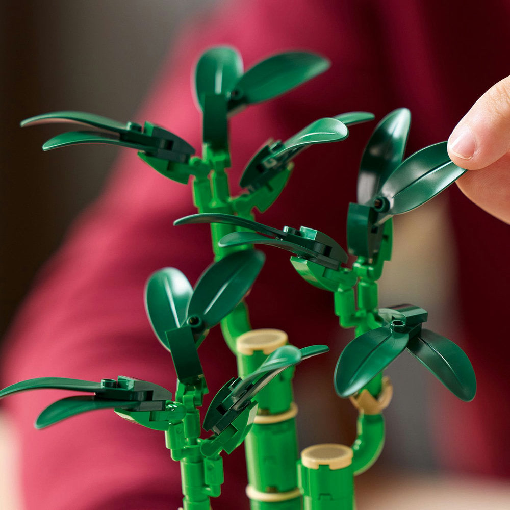 Combo Elegancia Botánica: Bambú de la Suerte (10344) y Orquídeas (10311)