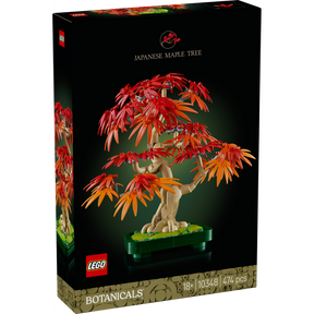 Bonsái de Arce Rojo Japonés