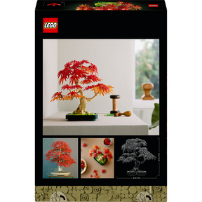 Bonsái de Arce Rojo Japonés