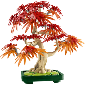 Bonsái de Arce Rojo Japonés