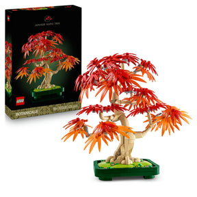Bonsái de Arce Rojo Japonés