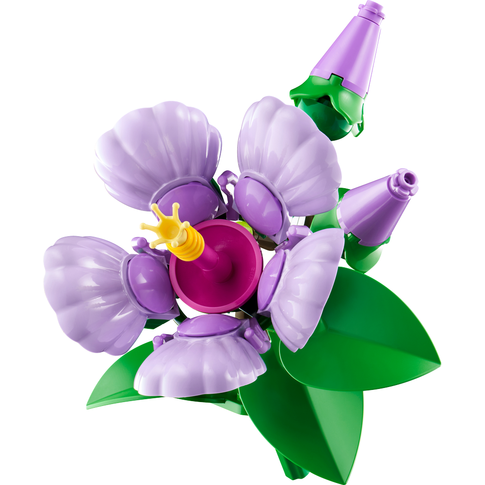 Hibisco