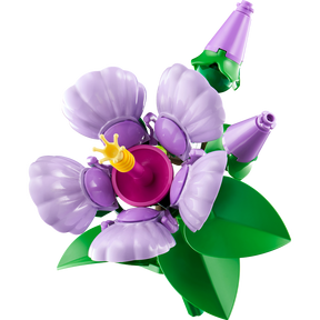 Hibisco