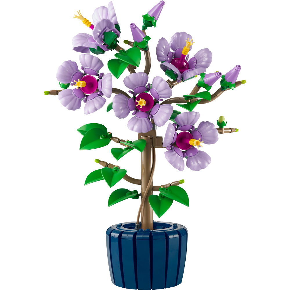 Hibisco