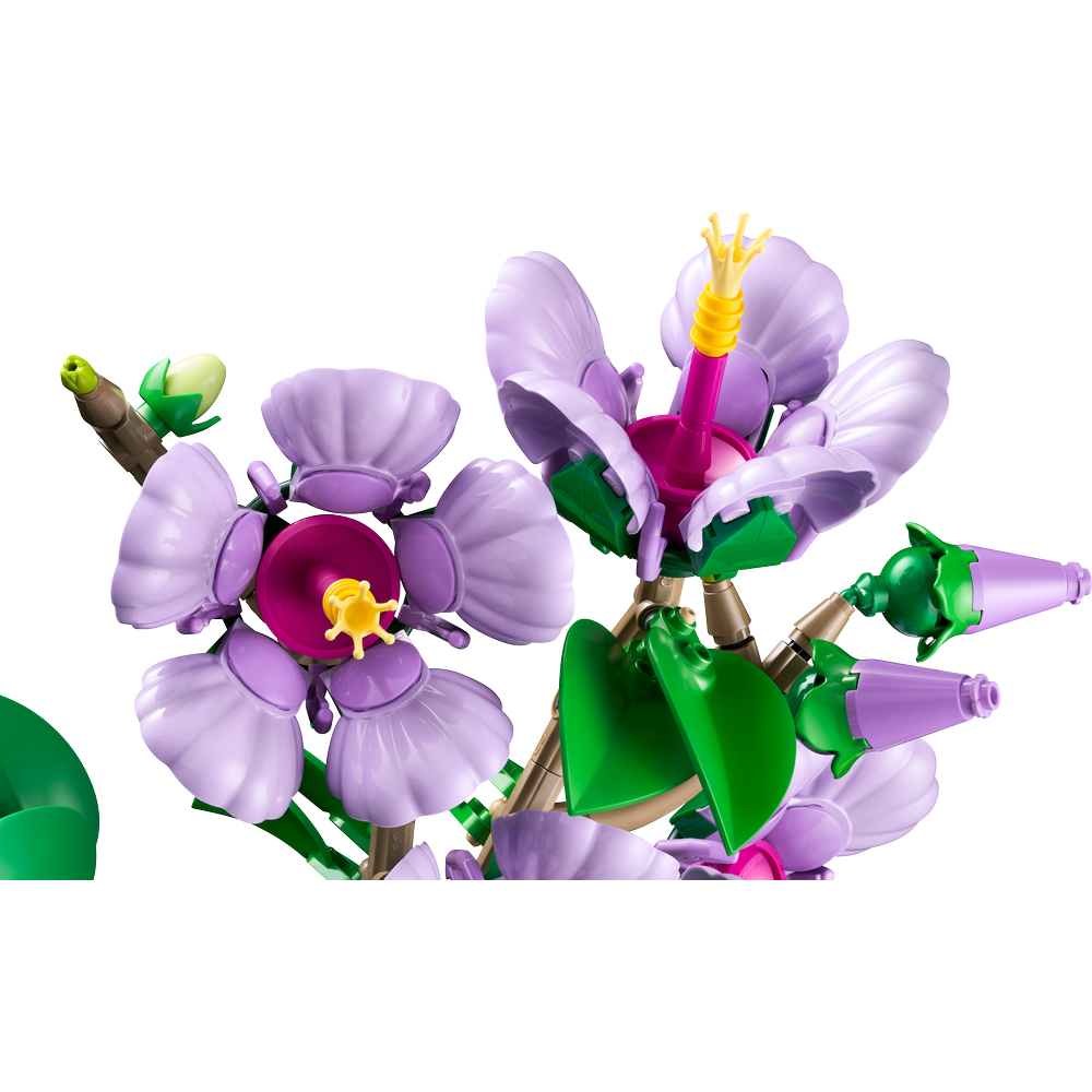 Hibisco