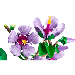 Hibisco