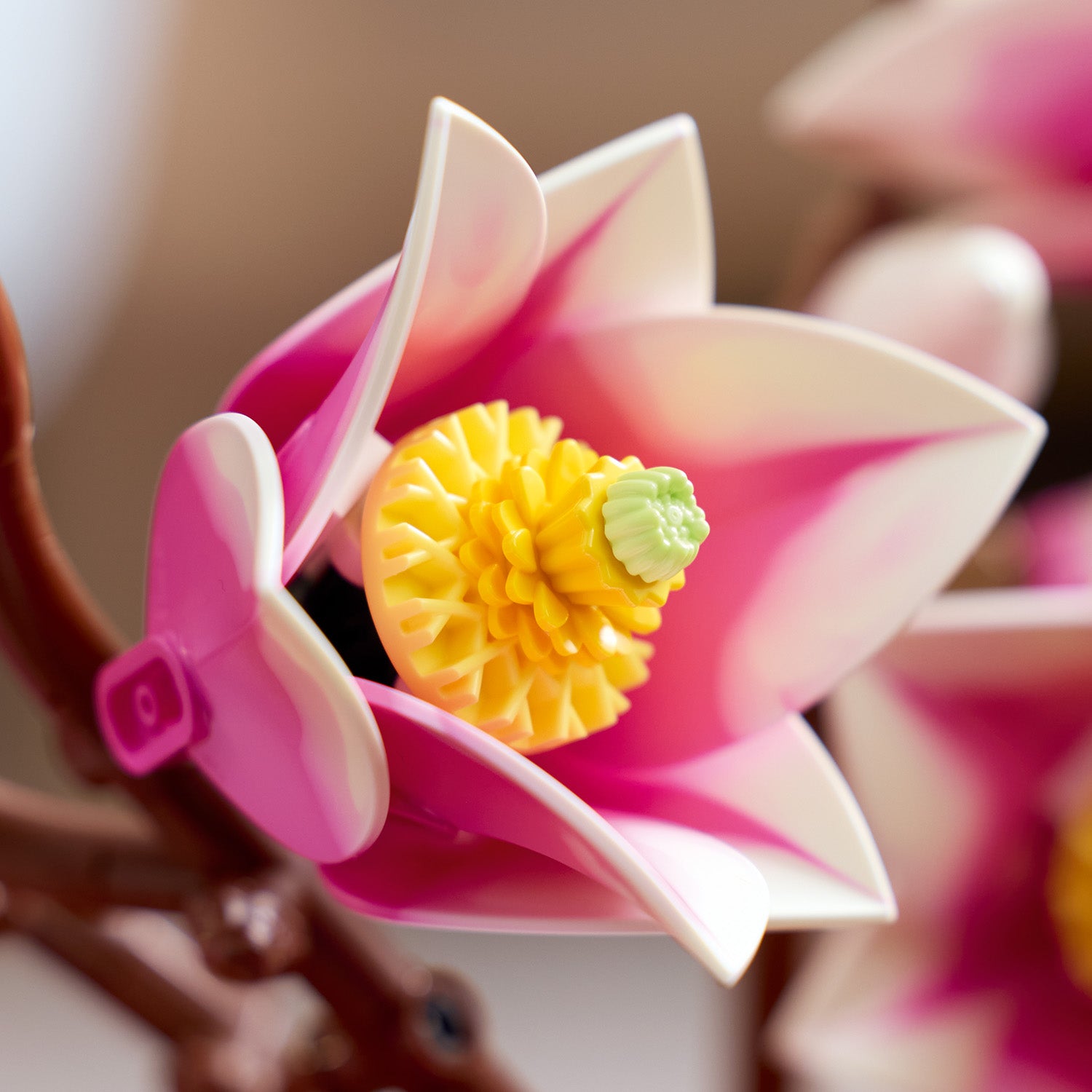 Ramas de Magnolia