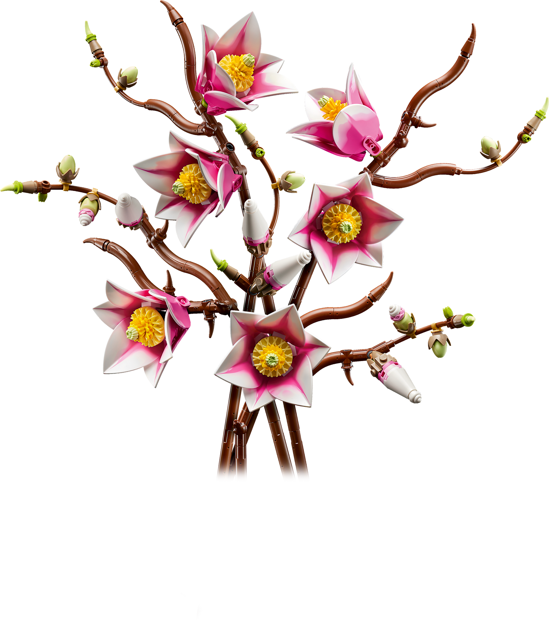 Ramas de Magnolia