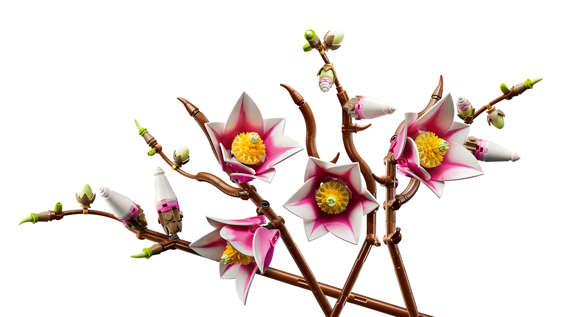 Ramas de Magnolia