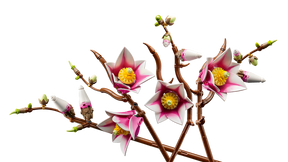 Ramas de Magnolia