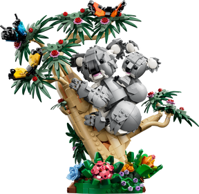 Fauna Salvaje: Familia de Koalas