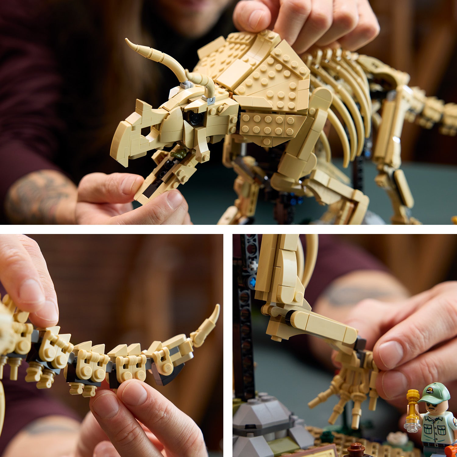 Fósiles de Dinosaurio: Triceratops