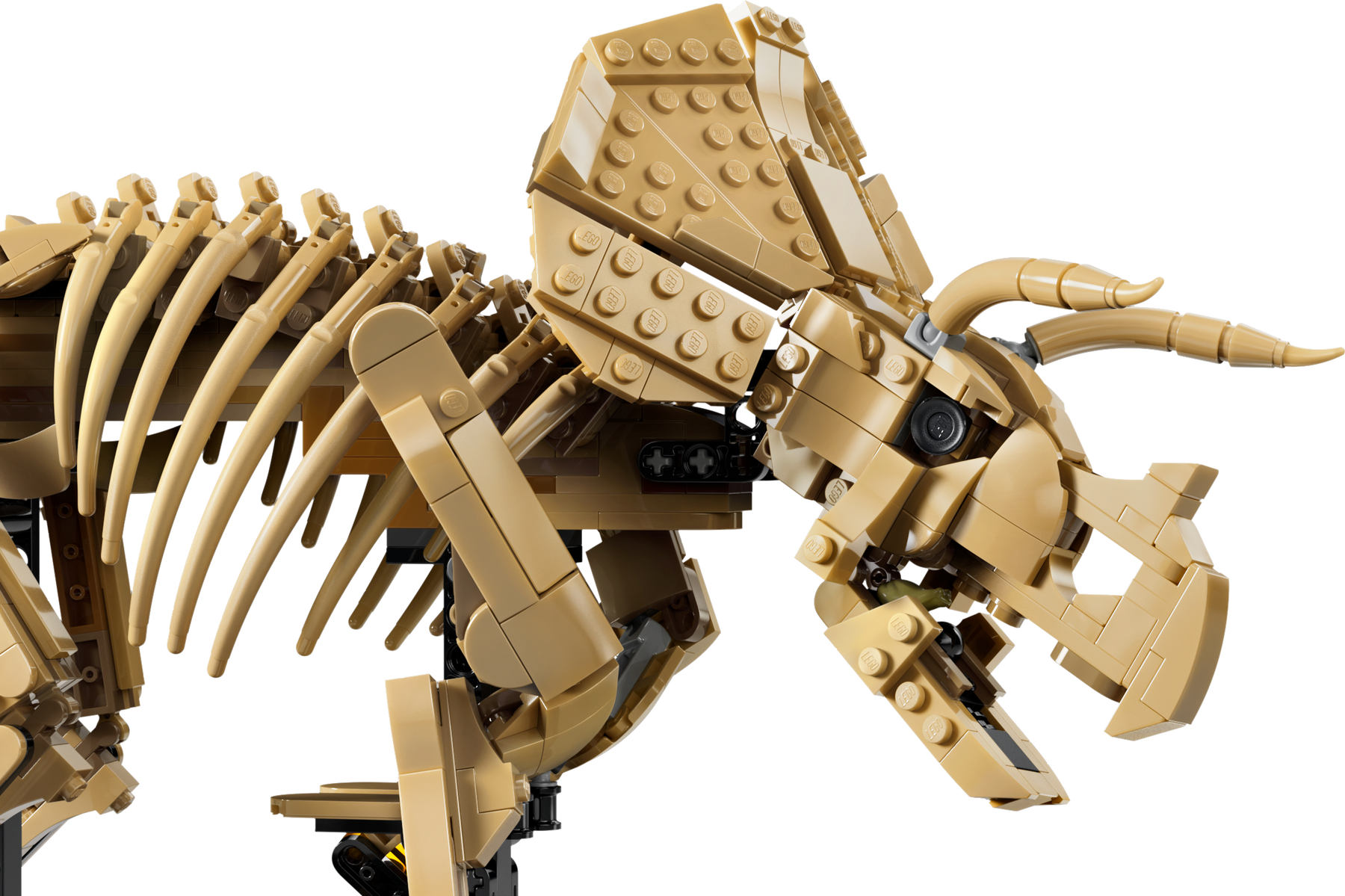 Fósiles de Dinosaurio: Triceratops