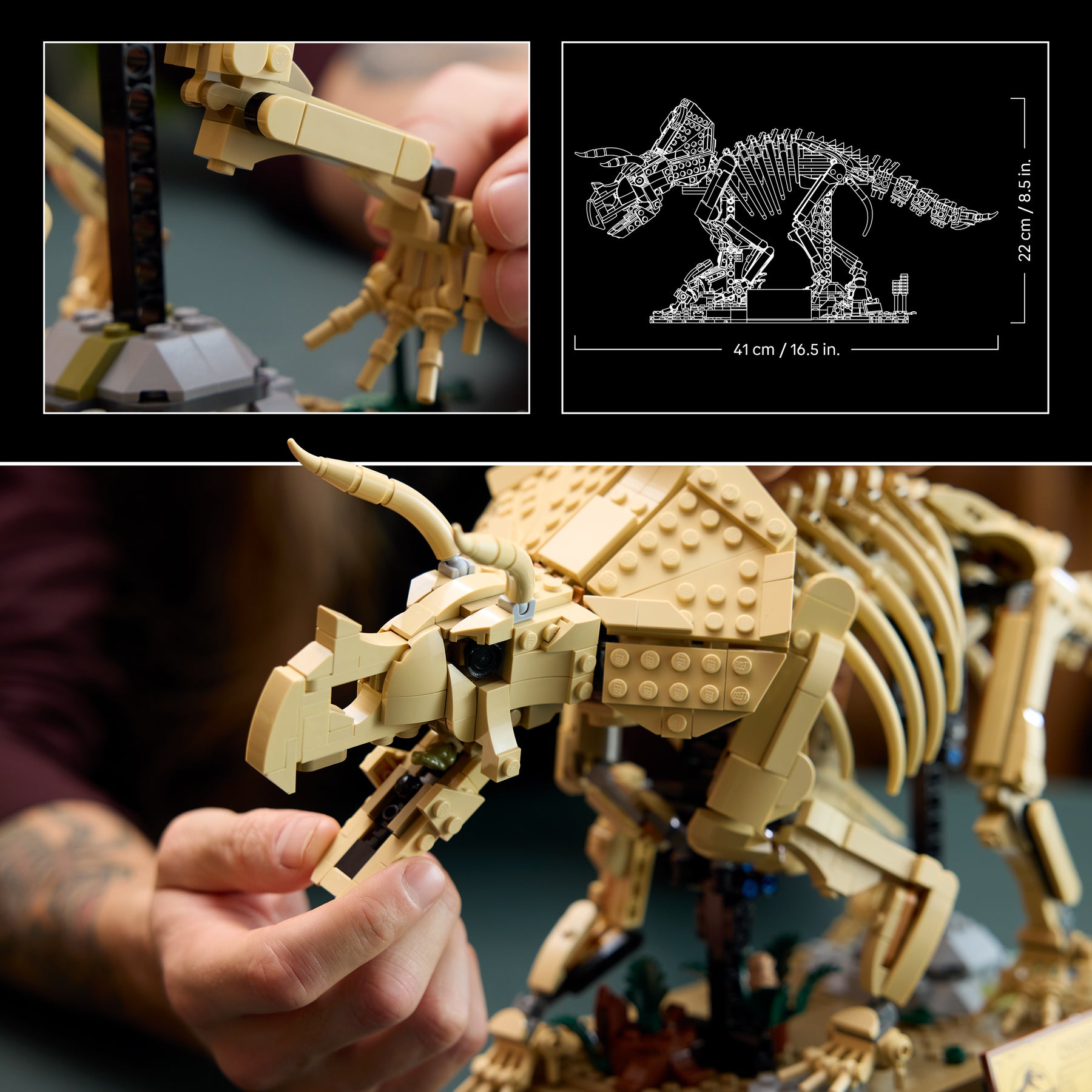 Fósiles de Dinosaurio: Triceratops