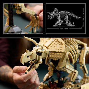 Fósiles de Dinosaurio: Triceratops