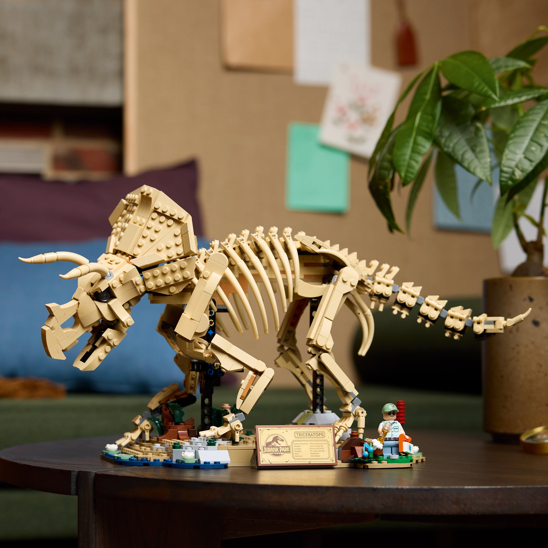 Fósiles de Dinosaurio: Triceratops