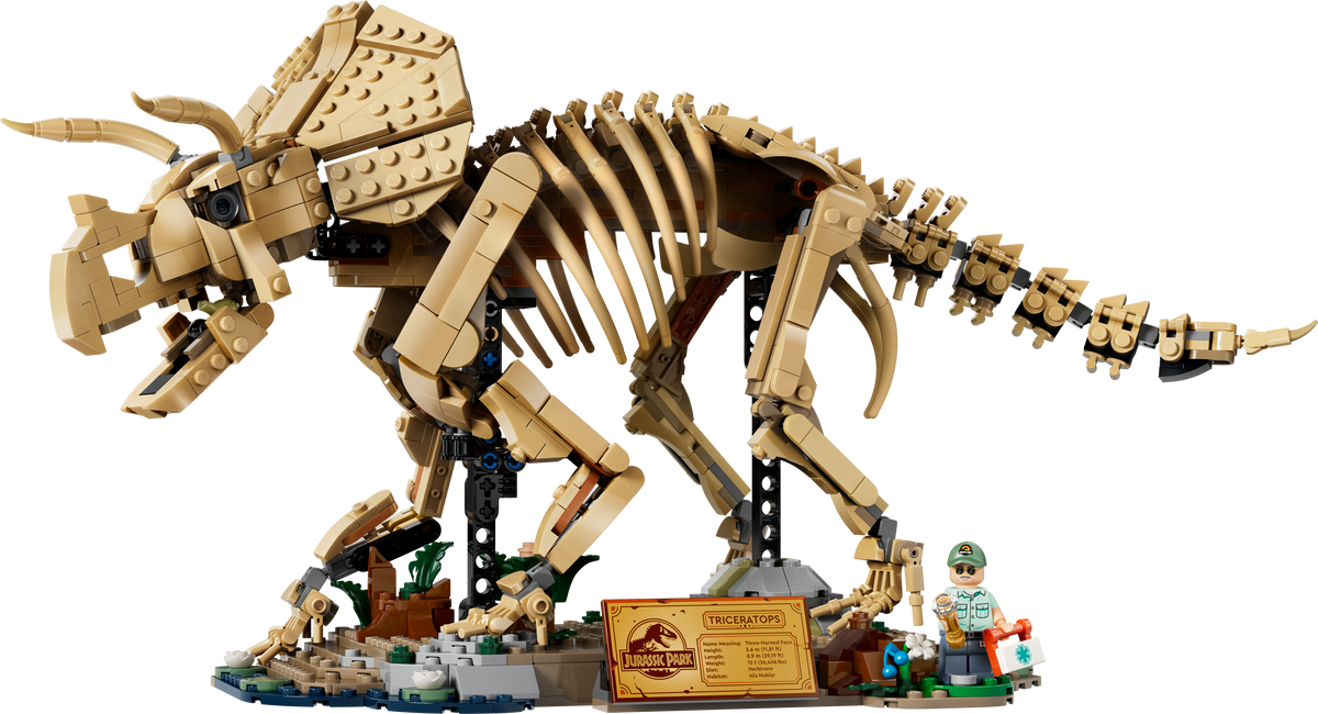 Fósiles de Dinosaurio: Triceratops