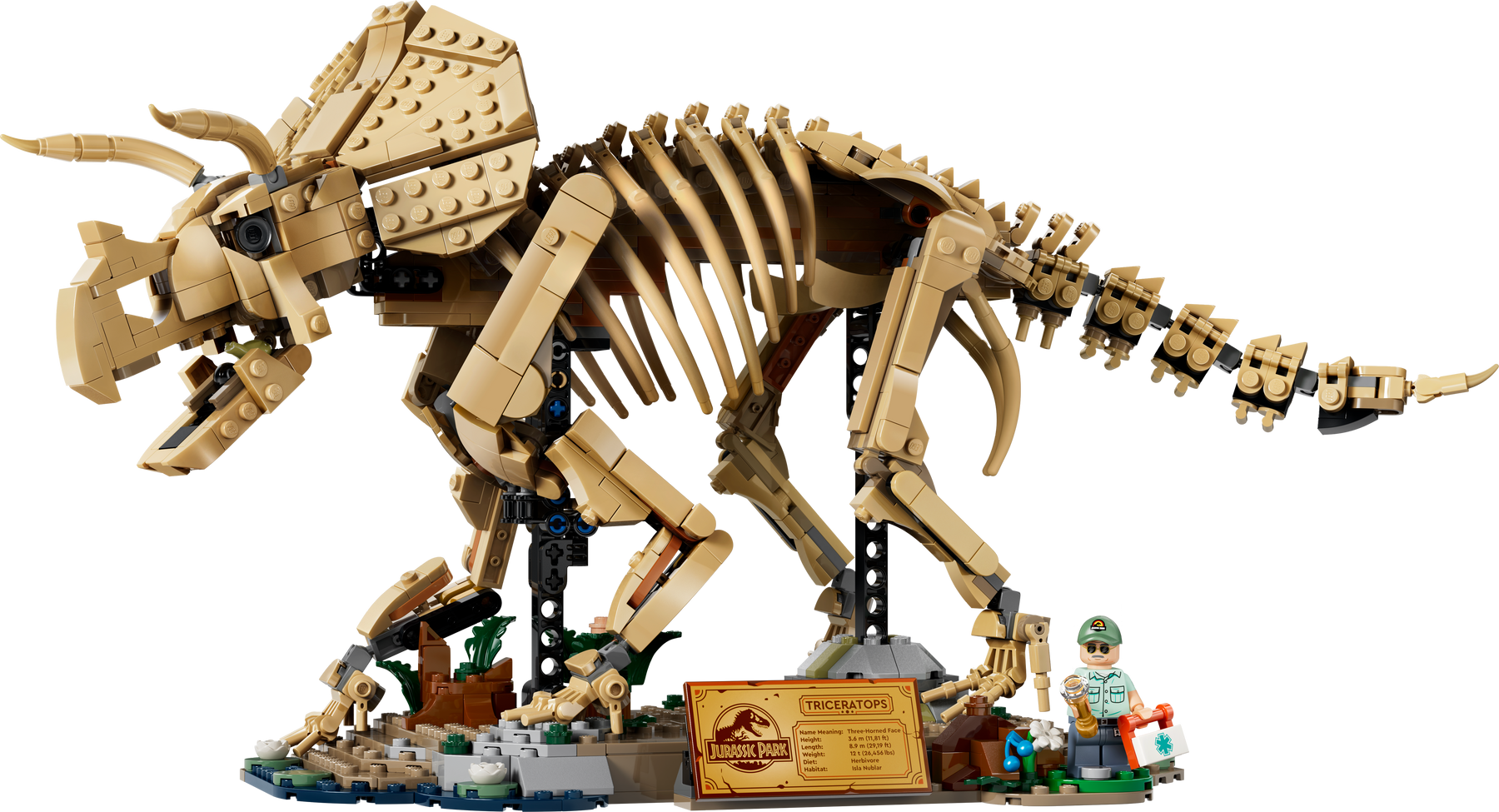 Fósiles de Dinosaurio: Triceratops