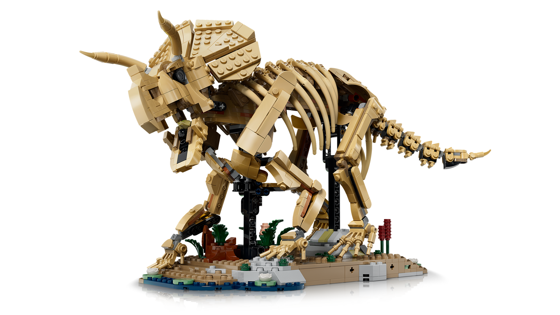 Fósiles de Dinosaurio: Triceratops