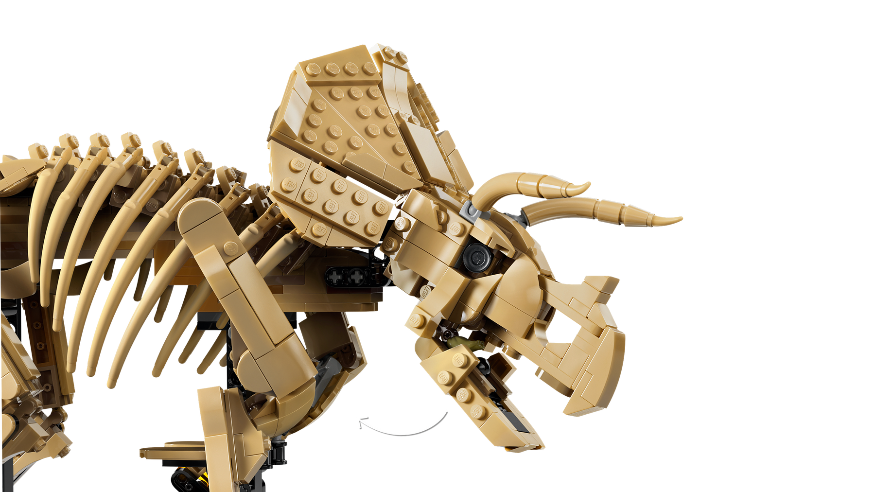 Fósiles de Dinosaurio: Triceratops