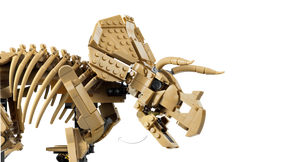 Fósiles de Dinosaurio: Triceratops