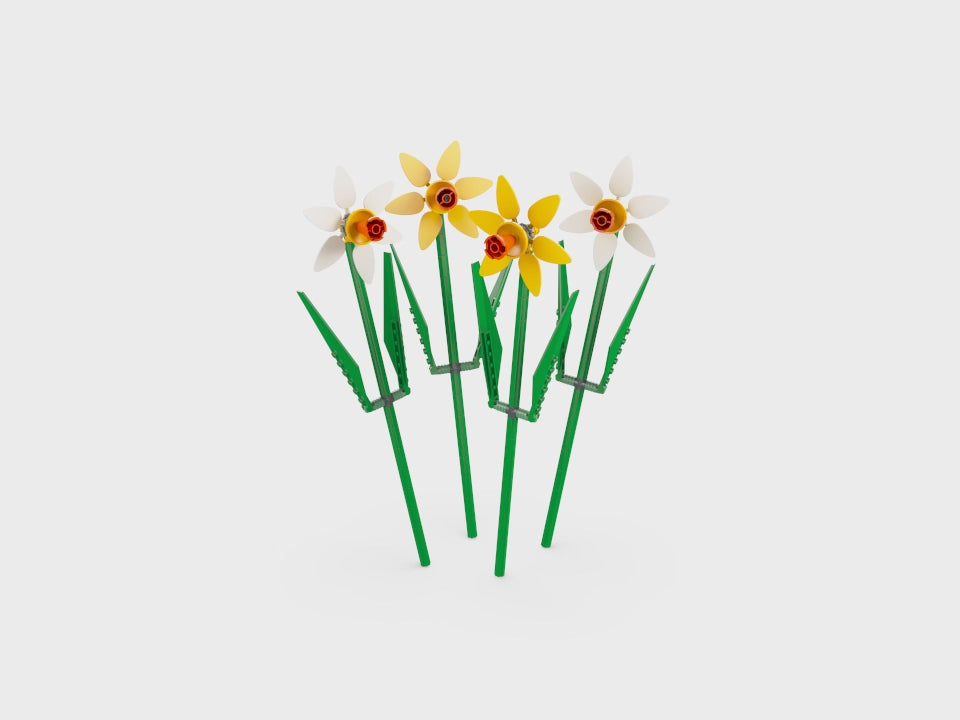 Narcisos