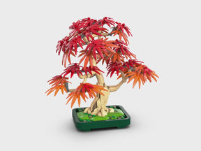 Bonsái de Arce Rojo Japonés