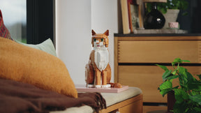 Gato Naranja