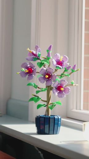 Hibisco